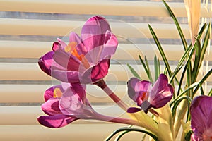 Crocuses - a small, spring-flowering plants.